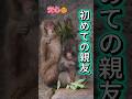 PUNCH MONKEY パンチくん、ついに“安心できる親友”ができた😌💞#パンチ君 #punch #パンチくん #cute #animals