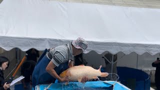 How We Buy Koi in Japan| Inside a Real Koi Dealer’s Selection Process - Episode 3: Sansai Harvest 