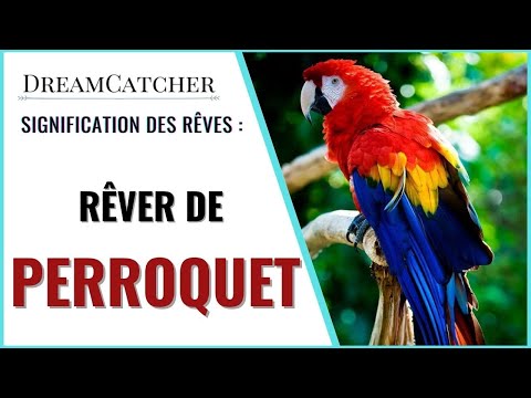 Vidéo: Que signifie perroquet ?