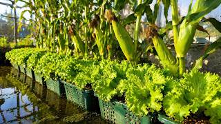 Grow Corn and Lettuce in One Container | Smart Space-Saving Gardening Idea