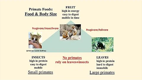 The Role of Hunting in Anthropogeny: Margaret Schoeninger - What Food Fueled Human Evolution