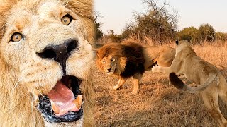 Lion Walk of LOVE! | The Lion Whisperer by The Lion Whisperer 162,515 views 6 months ago 10 minutes, 54 seconds