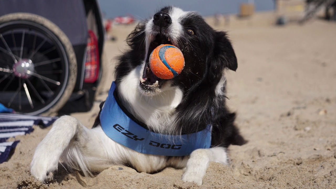 Polyradikulitis Finn 2020 (Hund)