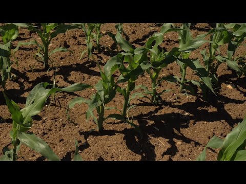 Video: 1.000 Acri Di Mais Della Monsanto Sono Stati Eliminati Dai Campi Dell'Ungheria - Matador Network