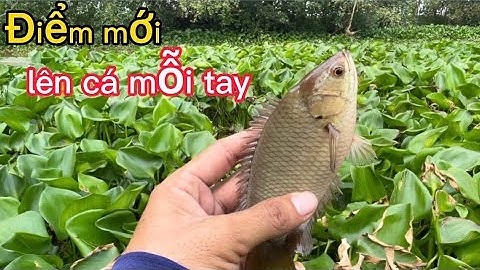 Mùa nước nổi về cá rô đồng mập ú như heo vậy cả nhà ơi,lên cá liên tục/fishing @HoangDuyMienTay