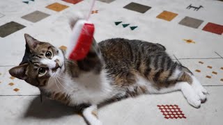 まぐろのお寿司に荒ぶる猫ゴマちゃん☆すぐに狭くて暗いところに連れていくやばい猫　【リキちゃんねる　猫動画】 キジトラ 猫のいる暮らし