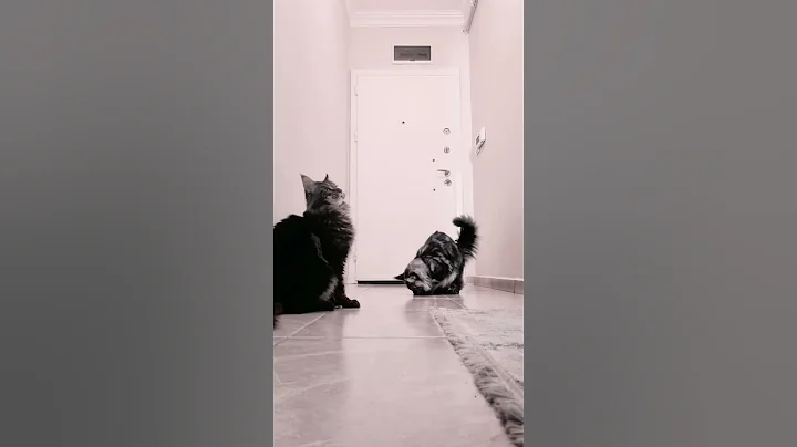 Watch the video about What a head 😄 #cats #catvideos #catfunny #mainecoon #maine #mainecooncat #funny