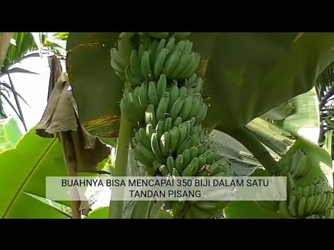  Pisang Kepok Tanjung  Pisang  Unggul Dan Ekonomis YouTube