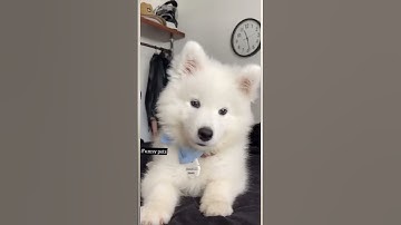 Cute puppy whining #cute #puppy #whine