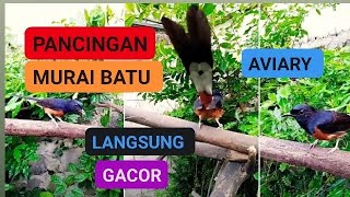 PANCINGAN MURAI BATU AUTO NAIKKAN EMOSI DAN BIRAHI‼️MURAI BATU DI AVIARY LANGSUNG NYAUT