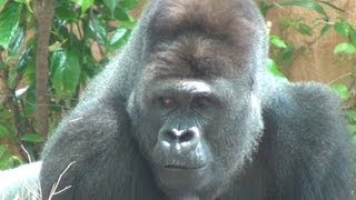 最強のゴリラ シルバーバック はなぜ最強なのか その理由は人間にも共通していた Gogo Kengo 最強のゴリラ シルバーバック はなぜ最強なのか その理由は人間にも共通していた Gogo Kengo