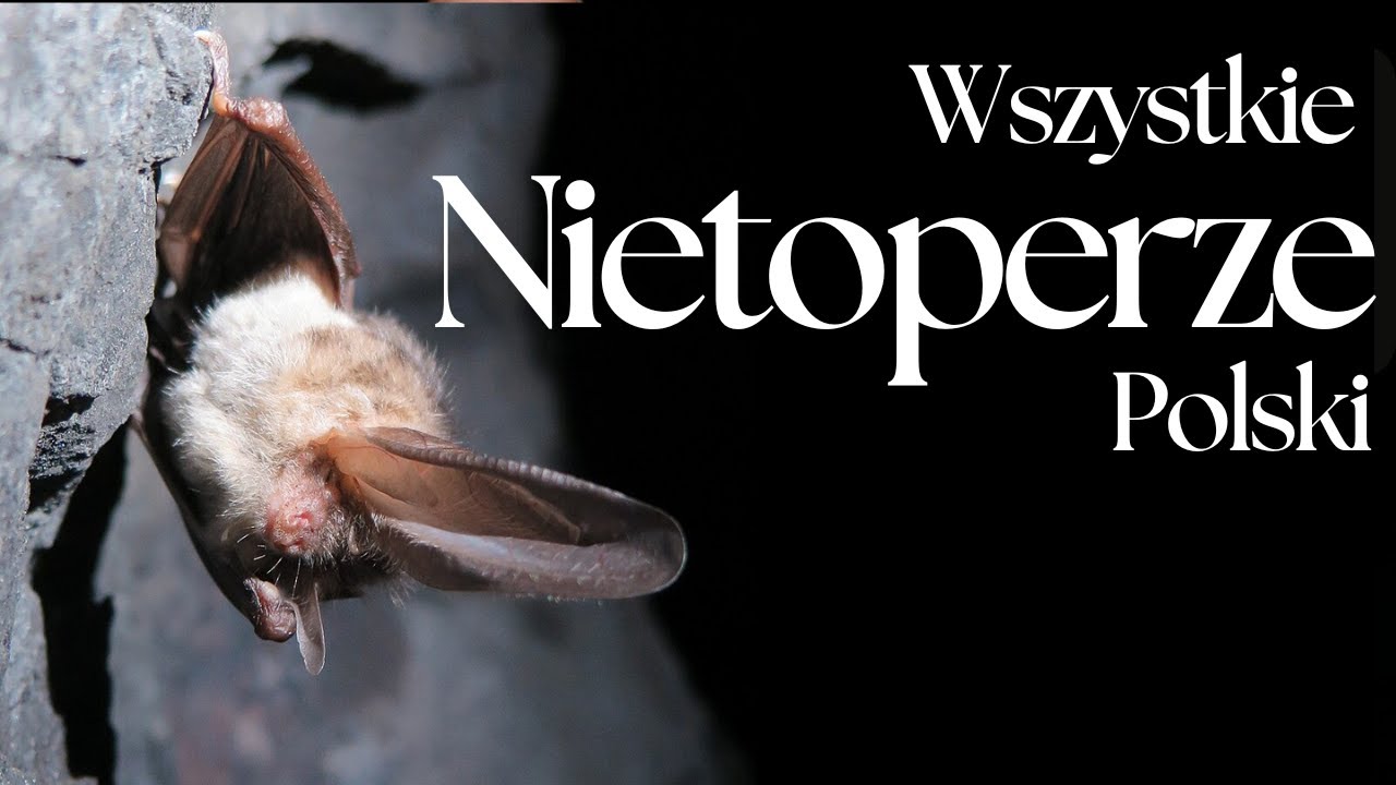 Wszystkie Nietoperze Polski - Prezentacja gatunków | Podcast o Zwierzętach nr 5 (film przeniesiony)