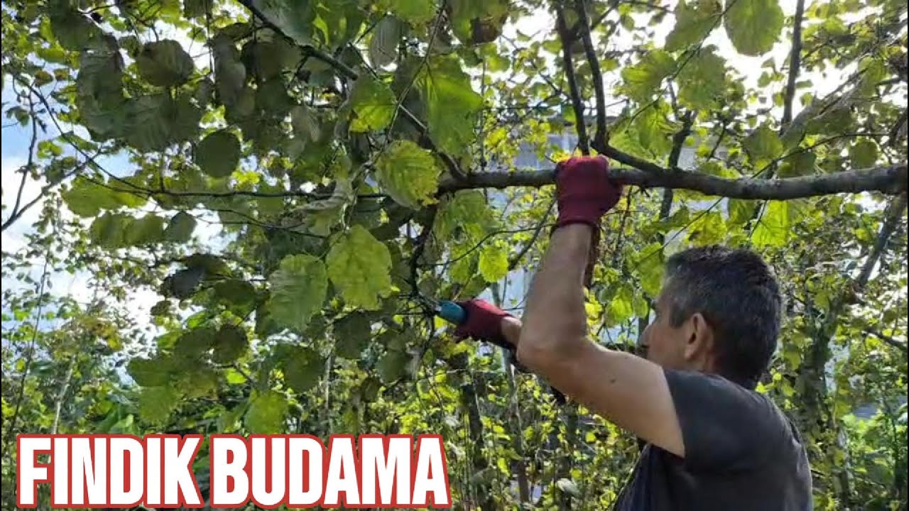 FINDIK DALI KESMEKTEN KORKMAYIN ! | FINDIKTA BUDAMA | BAHÇE İŞLERİ