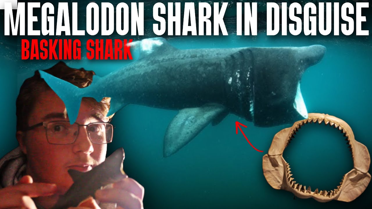 THIS Harmless shark IS MISTAKEN FOR THE MEGALODON