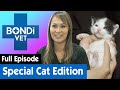 🐱 Helping Adorable Cats In Trouble | FULL EPISODE | E17 | Bondi Vet