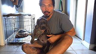 I GOT A NEW PET [ Cane Corso ]