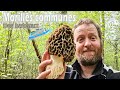 Une fin de saison avec des morilles grosses comme des bateaux 