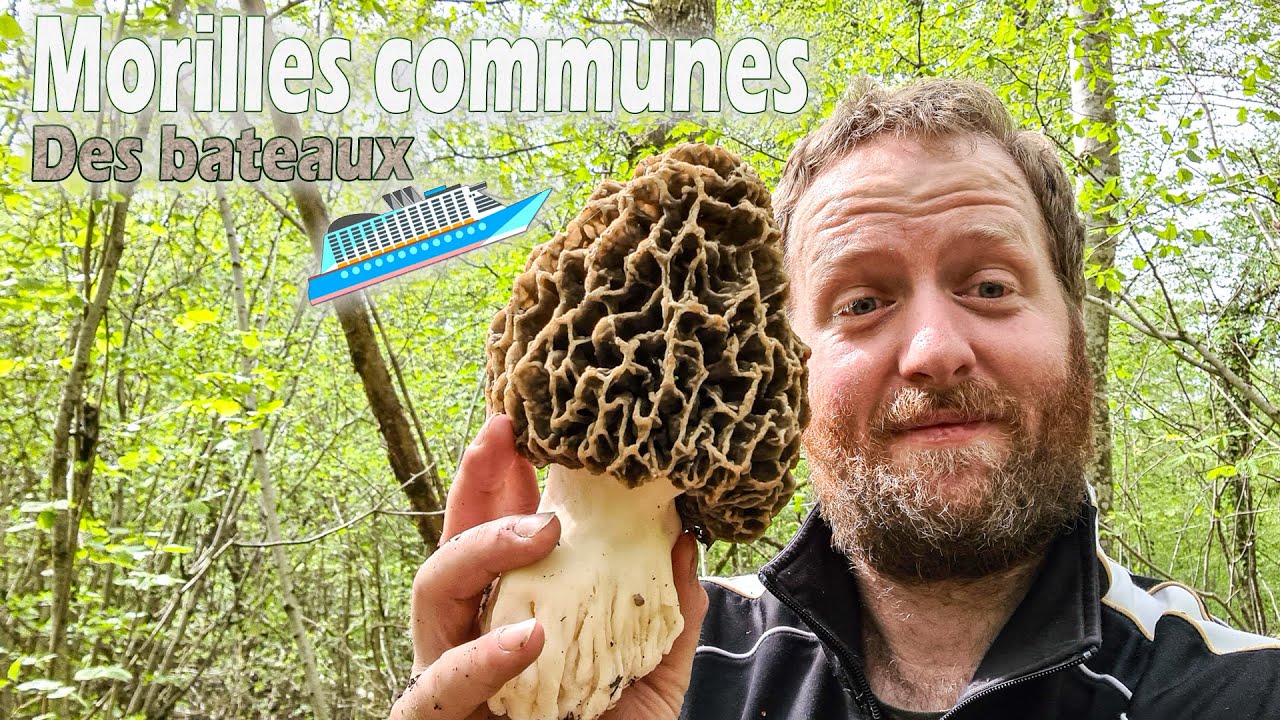 Une fin de saison avec des morilles grosses comme des bateaux !
