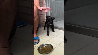 3個月幼犬對訓練的反應，黃金訓練期#狗狗訓練 #幼犬 #台灣土狗 #流浪狗 #dogtraining #puppy...