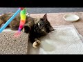 夜はひとりぼっち。３本足の子猫が夢見る「仲間との暮らし」