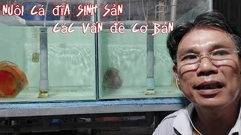 Nuôi cá đĩa sinh sản và các bước chuẩn bị ban đầu