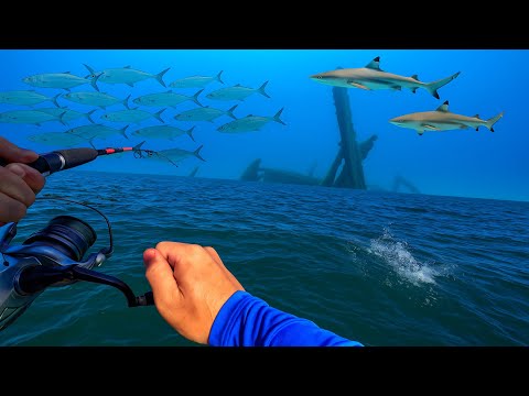 Epic New Species Hooked Fishing Moreton Bay Wrecks