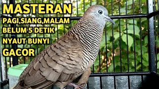 Download Lagu Perkutut Lokal Gacor Suara Super Kristal - Pancingan Malas Bunyi  (99%AMPUH BANGET) MP3