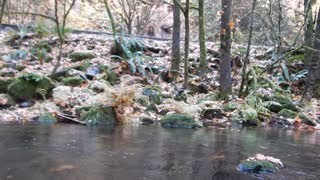 Underwater shots of salmon spawn at Goldstream Park