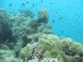 Scuba diving pioneer bay orpheus island australia