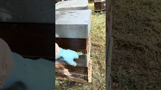 Full flow and loving it! #nectarflow #honeybees #honey