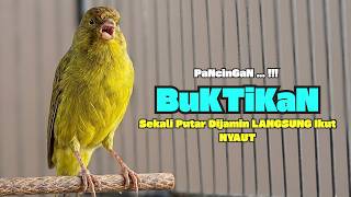Suara PANCINGAN KENARI PAUD Belajar Bunyi Ngeriwik Kenari GACOR Panjang || Masteran Kenari Paud #812