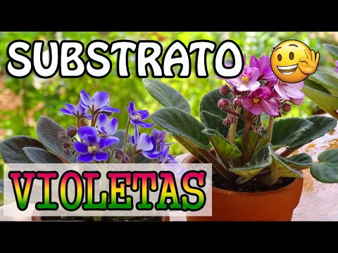 Vídeo: Melhor mistura de vaso para violetas africanas - como fazer solo para violetas africanas