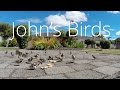 John&#39;s Birds