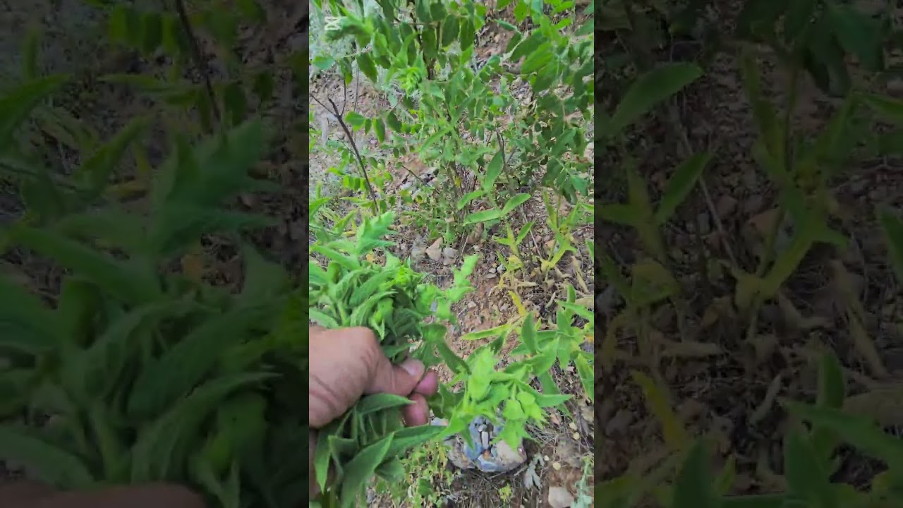 Adaçayı toplamaya giderken