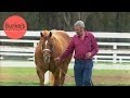 Burke's Backyard, American Quarter Horse Road Test