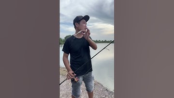 Hướng Dẫn Cách Ném Mồi Xa Cho Anh Em Mới Tập Câu #chitoanfishing #caucagiaitri #fishing #shorts