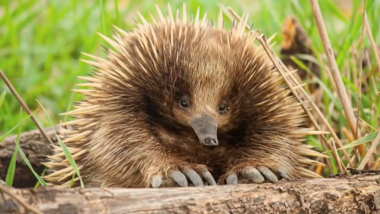 Why This Spiky Animal Is So Rare – Echidna Episode 01 Animals & Pets