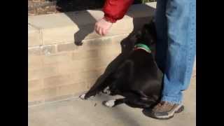 Pepper-Available At The Humane Society Of Missouri