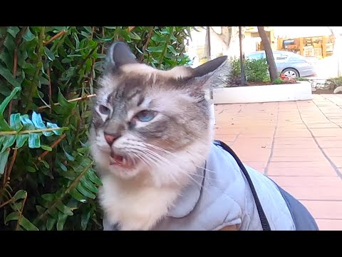 Video: Die Flehmen-Reaktion bei Hauskatzen