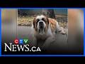 Homeward Bound: Stanley loves long walks