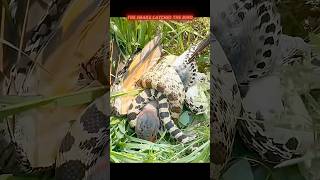 Reason the snake becomes hunter #animals #wildanimals