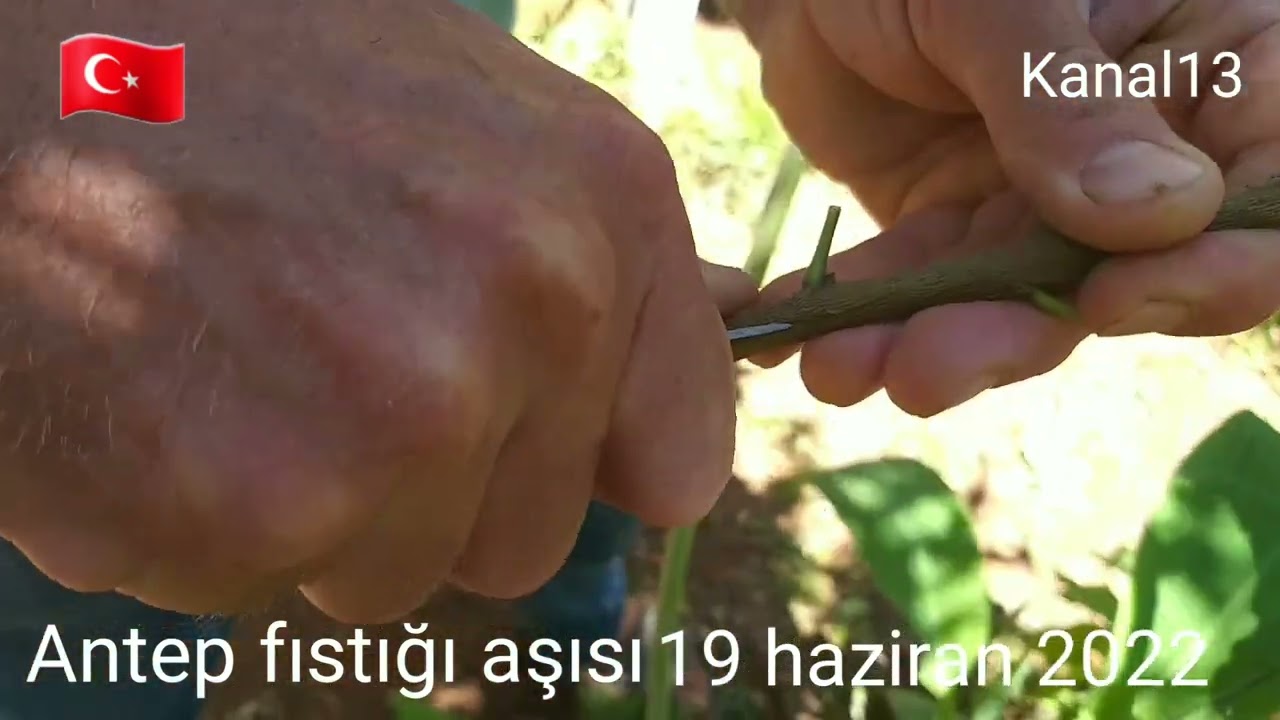 Antep fıstığı aşısı nasıl yapılır? ne zaman yapılır? Meşhur Aşıcı Ali Kavuş 19 haziran 2022 pazar.