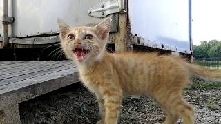 【公園の野良猫】隠れてナカナカ出てこない子猫、夕暮れ時のグランドに現れる