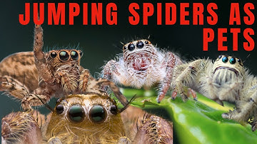 JUMPING SPIDERS AS PETS