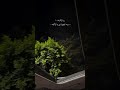 ريت الوجع يازين بيا ولا بيك بدون موسيقى