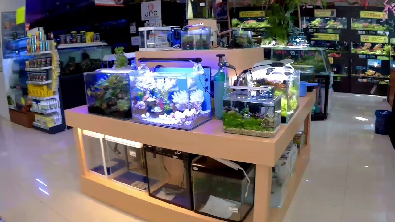 Taiwan Pet Shop and Supplies YouTube