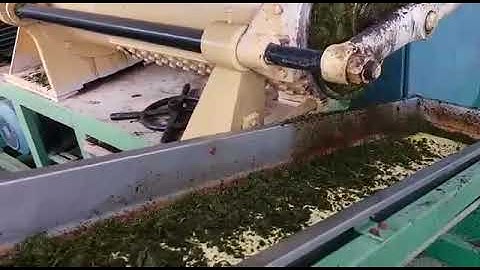 Green  Leaf  cutting & Oxidation - CTC & Fermenting of tea