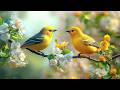 Soothing Piano Bird Sounds For Stress Relief No Ads Boost Your Mood Calm Your Soul Inner Peace 