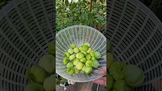 Harvest and Preserve Tomatillos the EASY Way!