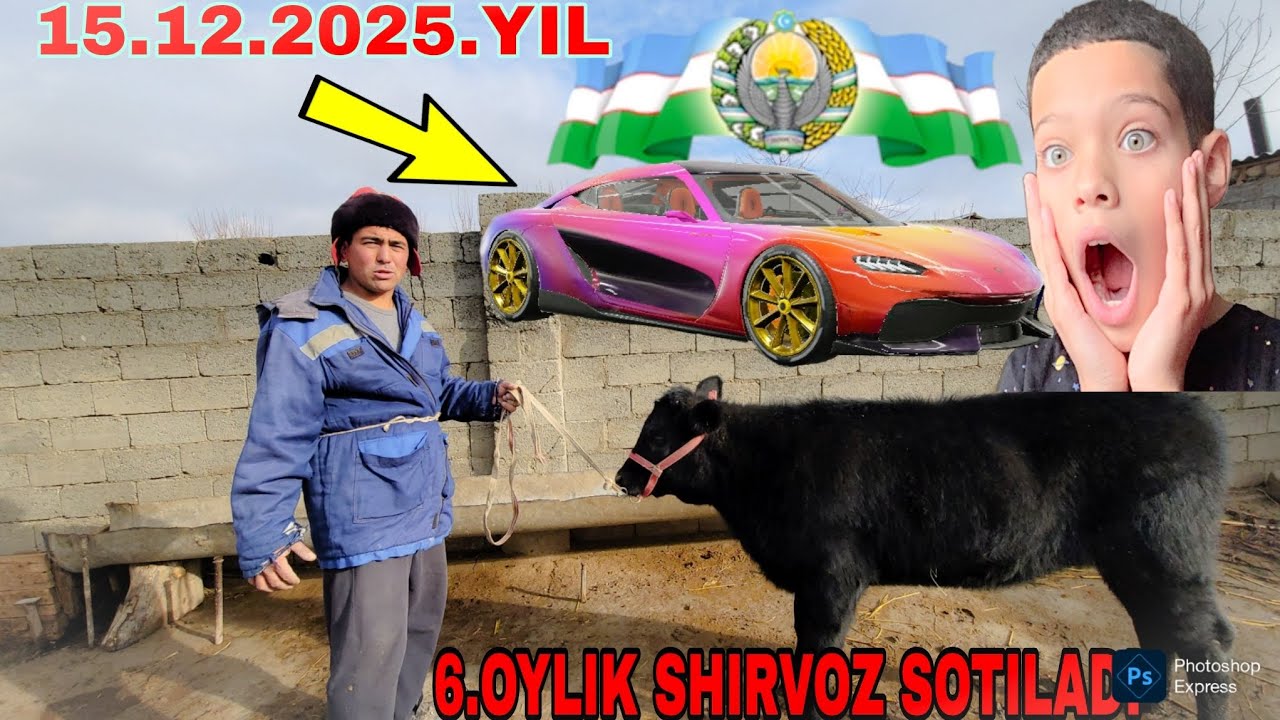 DEHQONDAN BIR BOSH SHIRVOZ SOTILADI XOZRGI PAYTA BIR BOSH MOLGA MOSHENA BERYABTI